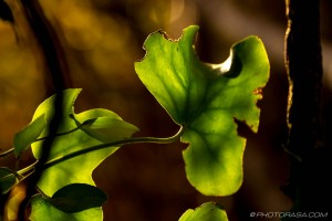 partly eaten vine leaf in autumn light
