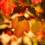 red and brown sycamore leaves