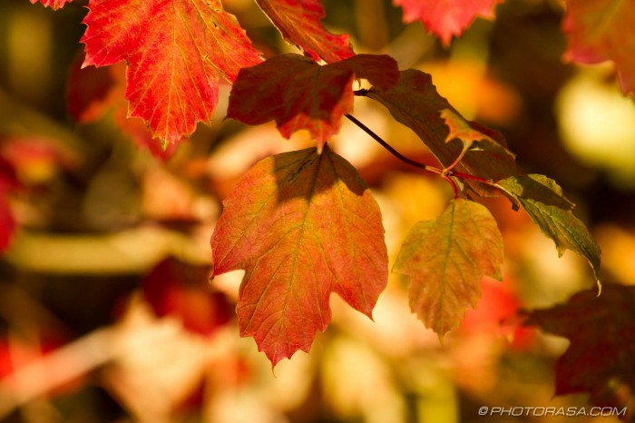 red and brown sycamore leaves