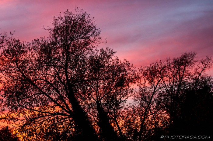 red sky through the trees