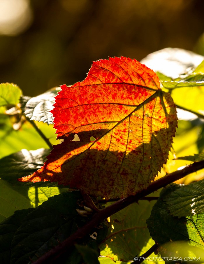 red stained leaf in sunlight