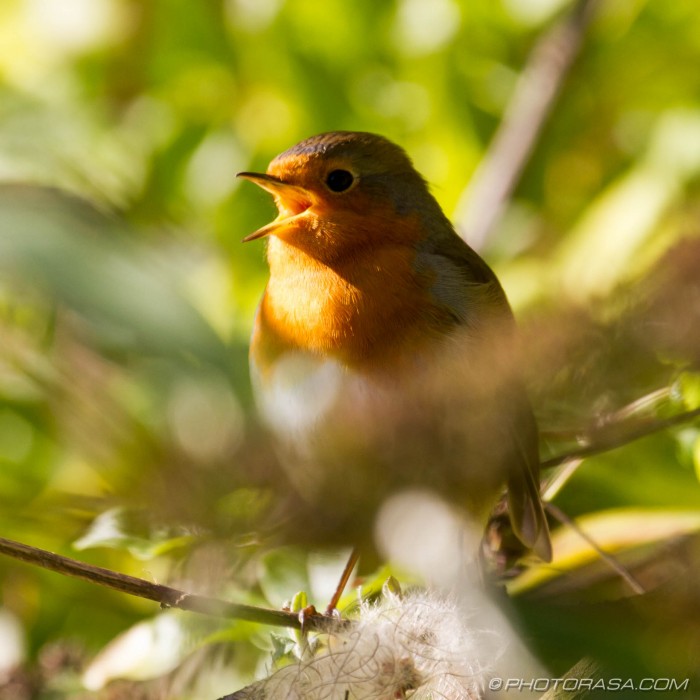 robin redbreast tweeting