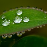 round blobs of water on tiny leaf