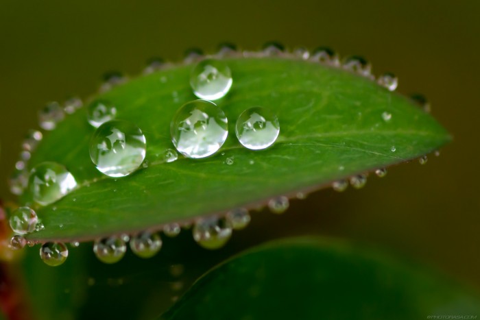 tiny round blobs of water on tiny leaf