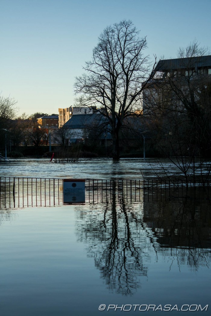 submerged tree near maidstone law courts