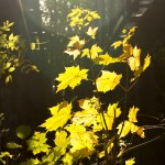sunlight on yellow leaves