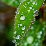 tiny water droplets on small leaf