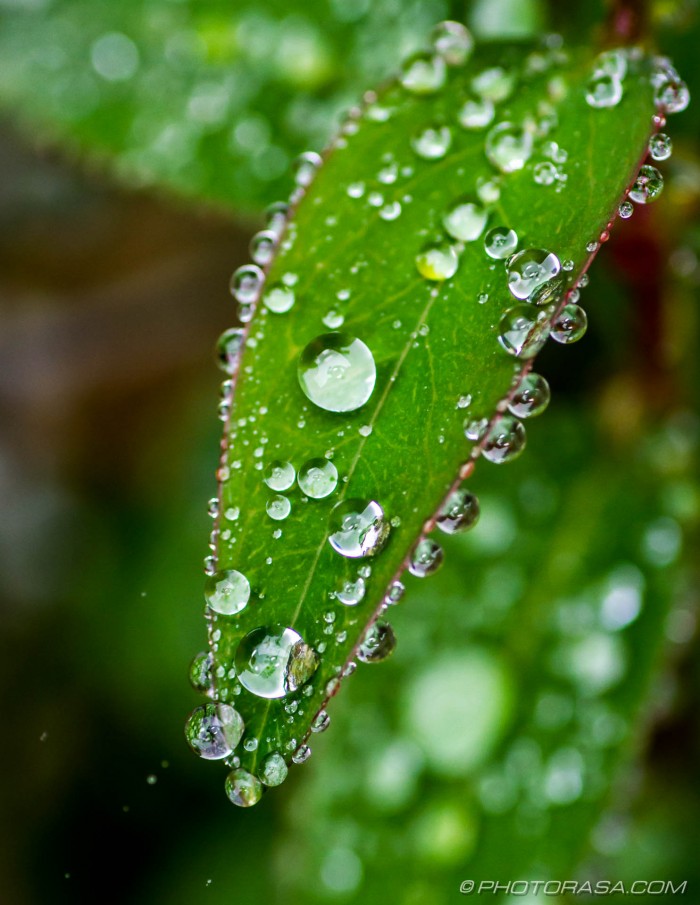 tiny water droplets on small leaf