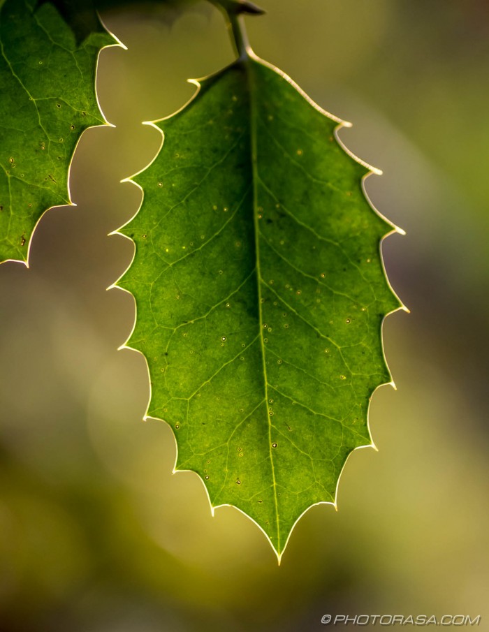 transparent holly leaf and veins