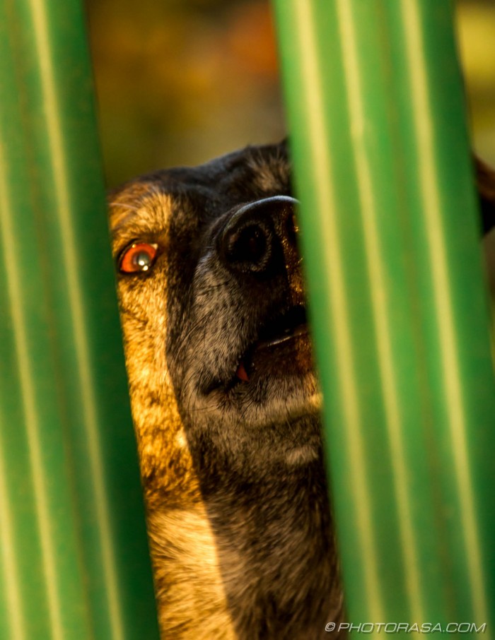 dog staring through fence