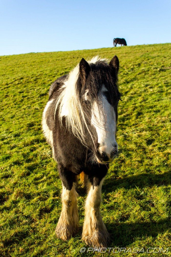 large pony in field