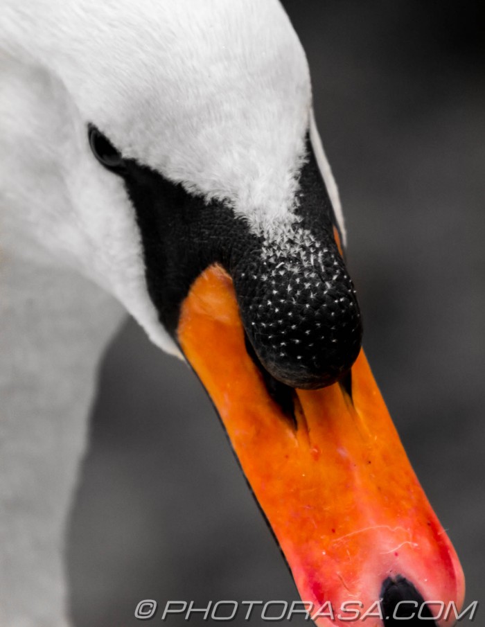 mute swan and lump on nose