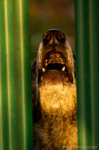 old dog howling between fence posts