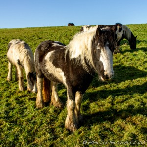 ponies and foal on a hill