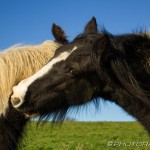 ponies hugging under blue sky