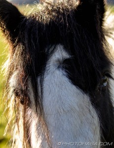 pony eyes