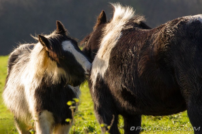 scruffy ponies cleaning each other
