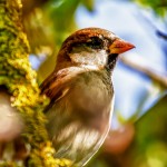 sparrow in greenery