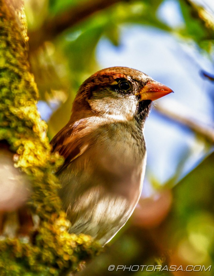 sparrow in greenery
