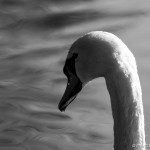 swan and water ripples