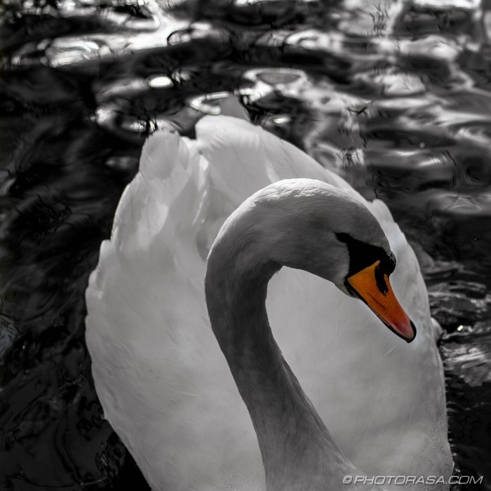 swan gliding forwards