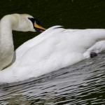 swan neck three point turn
