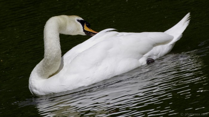swan neck three point turn