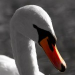 swan orange beak