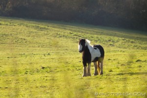 thickset skewbald pony standing in field
