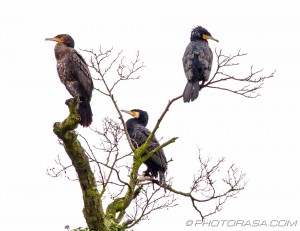 three cormorants sitting in a tree