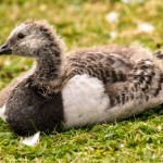 baby barnacle goose