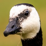 barnacle goose beak