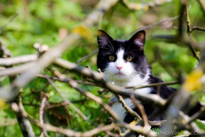 black and white cat in the woods