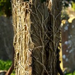 broken post riddled with roots