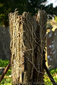 broken post riddled with roots