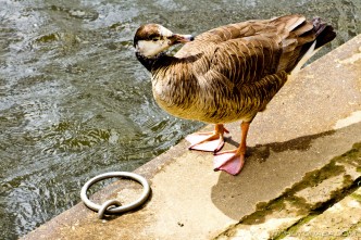 canadian goose by mooring ring