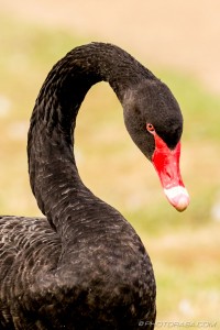 curved neck of black swan