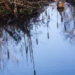 duck by water and bullrushes reflection