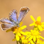 female common blue