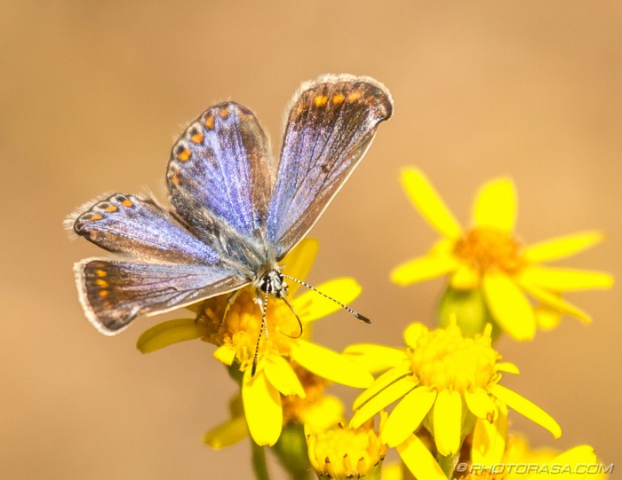 female common blue