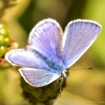 male common blue