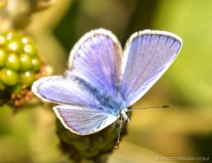 male common blue