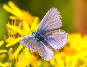 male common blue on yellow flower
