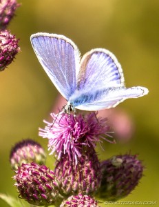 male common blue and on purple flower