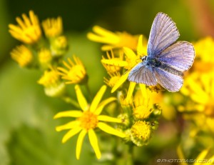 male common blue and yellow flowers