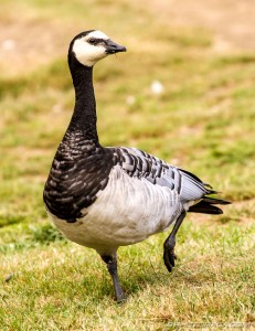 one legged barnacle goose