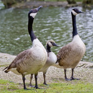 the goose family