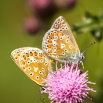 two common blues mating