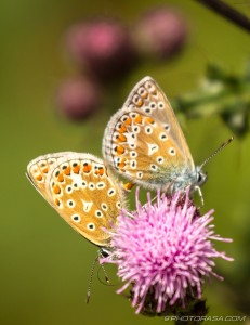 two common blues mating