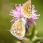two common blues on a pink thistle flower